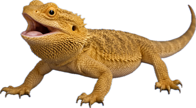 Bearded dragon