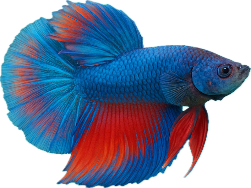 Betta fish